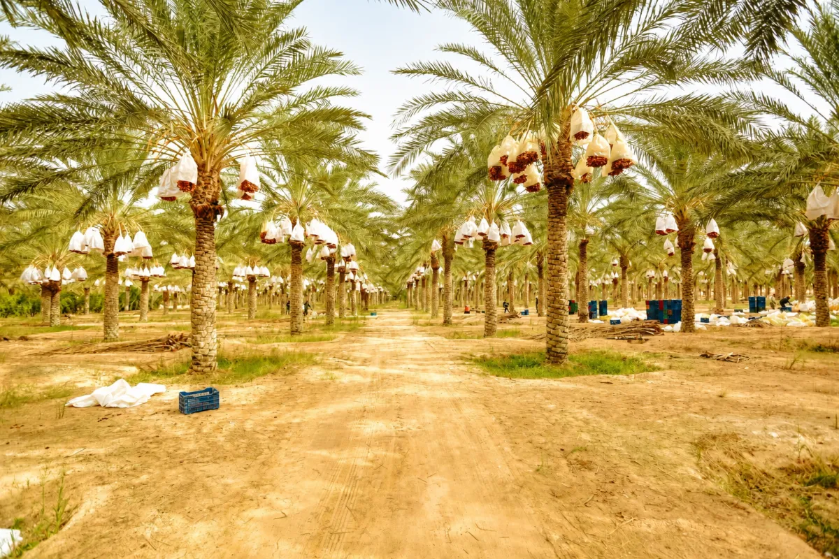أبوظبي مقابل دبي — أي إمارة تفوز بشاليهات ومزارع والستايكيشن؟ (2026)