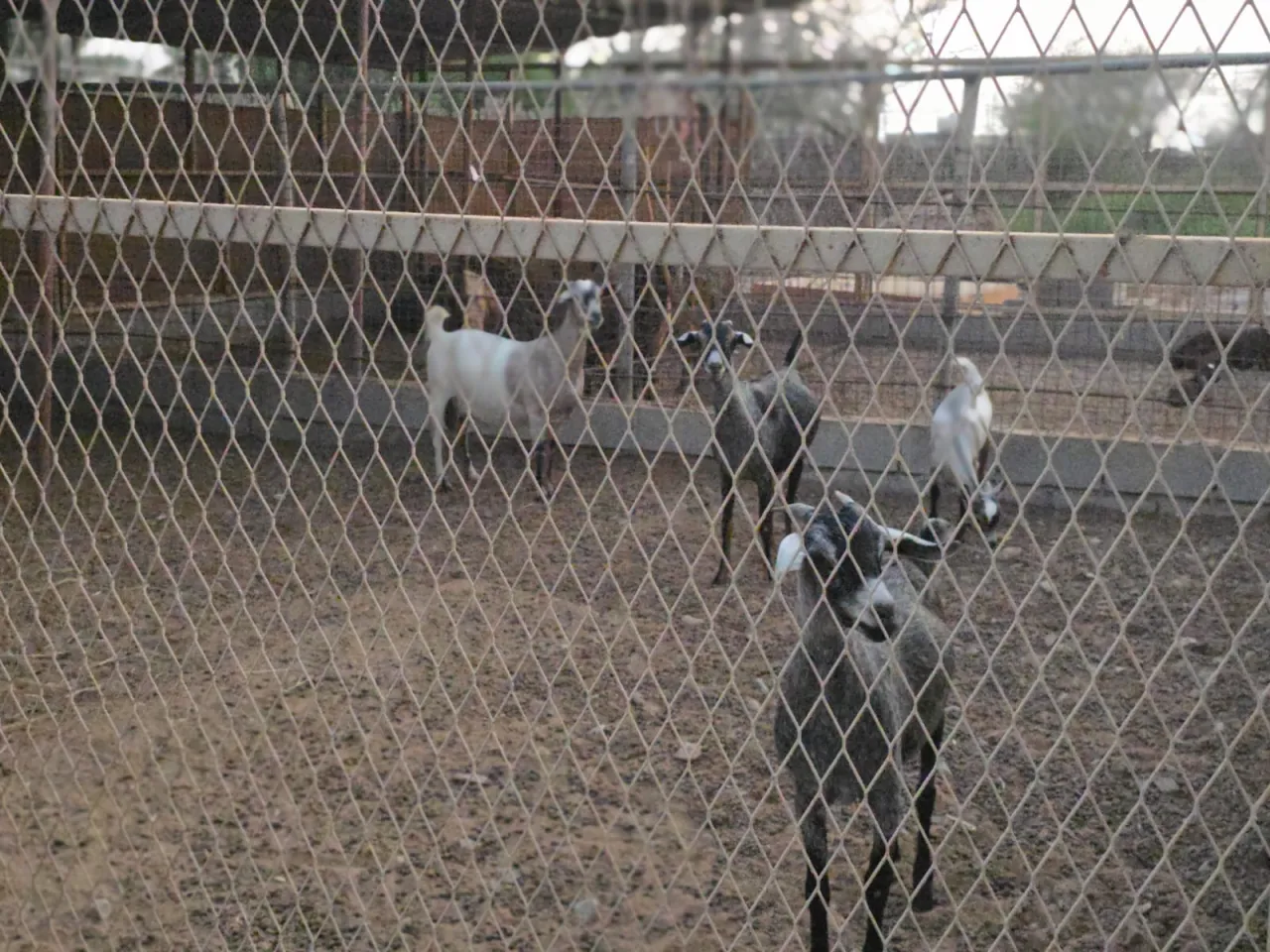 Al Raha farm — photo 37