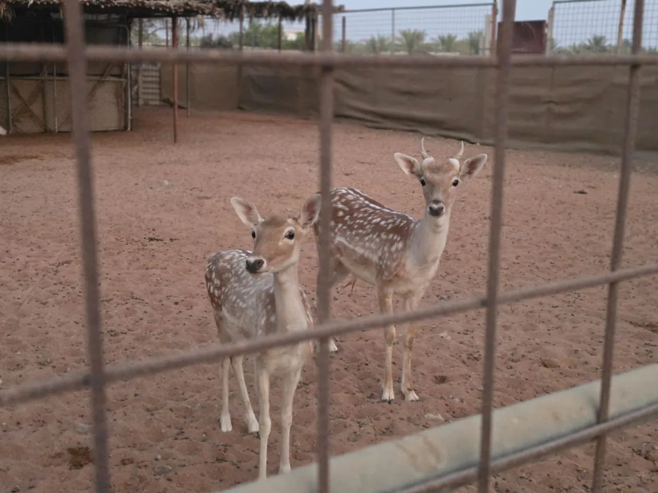 Al Raha farm — photo 36
