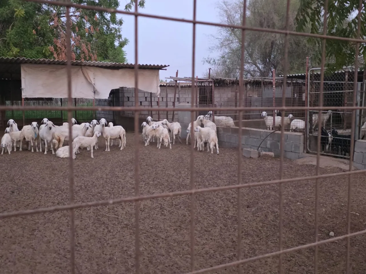 Al Raha farm — photo 38