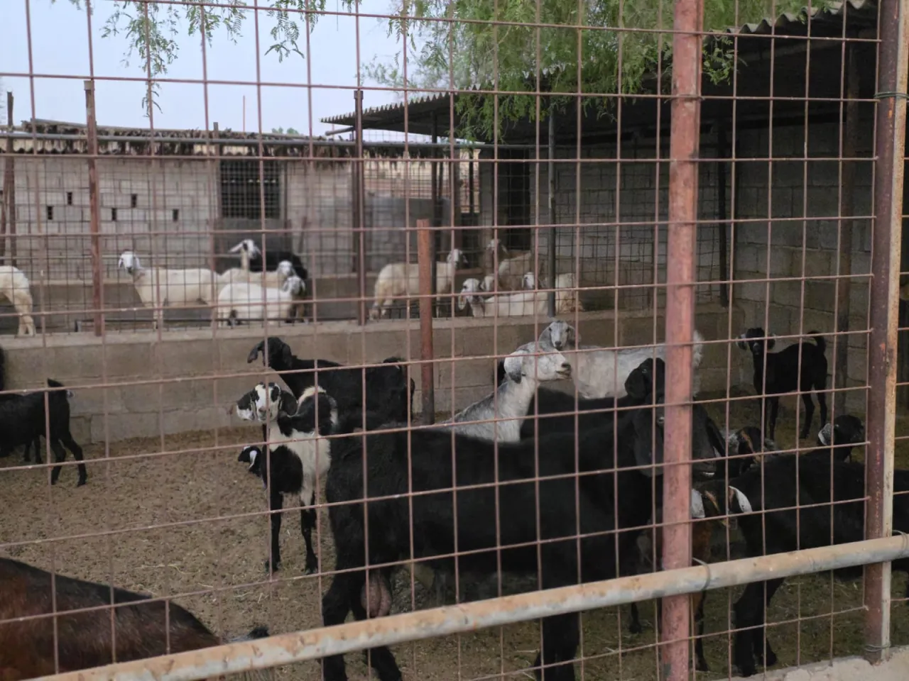 Al Raha farm — photo 39